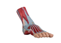 رنگ آمیزی عضله پی وی سی مدل آناتومی پا انسان برای تمرین
