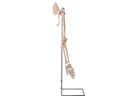 Realisctic Arm Parts Collar Bone Human Anatomy مدل ISO 45001