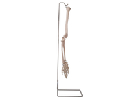 ISO 9001 آناتومی استخوان بازوی انسان مدل سه بعدی برای آموزش تشریحی
