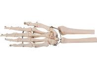مواد پی وی سی استخوان دست انسان مدل سه بعدی برای آموزش پزشکی
