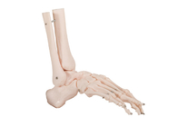 OEM Joint Bone Human Anatomy مدل رنگ پوست PVC