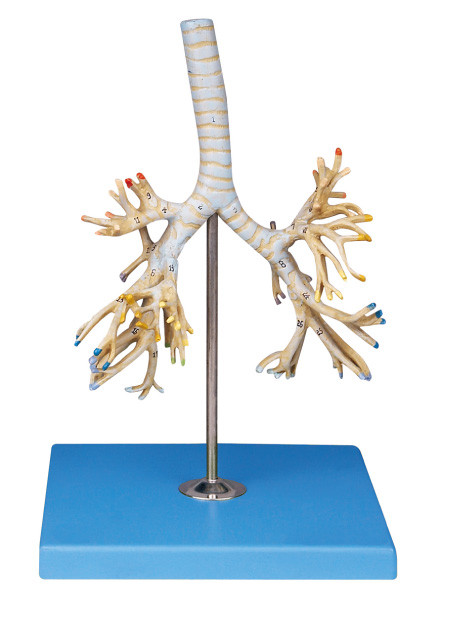 پیشرفته پی وی سی مدل آناتومی انسان درخت برونش 50 موقعیت dispalyed برای آموزش Colleage