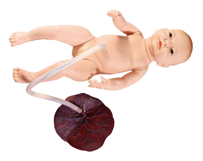 کوچک نوزاد مبتلا به بند ناف آموزش شبیه سازی پرستاری جنین مدل