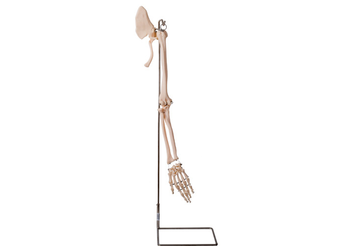 Realisctic Arm Parts Collar Bone Human Anatomy مدل ISO 45001