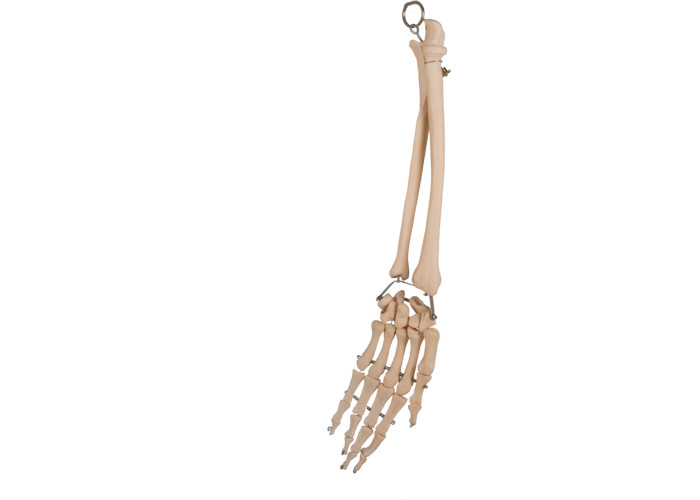 استخوان شعاعی آناتومی مفصل کف دست برای آموزش پزشکی