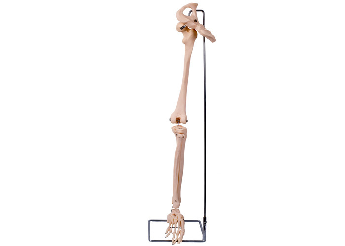 مدل استخوان ران سه بعدی پی وی سی برای آموزش پزشکی