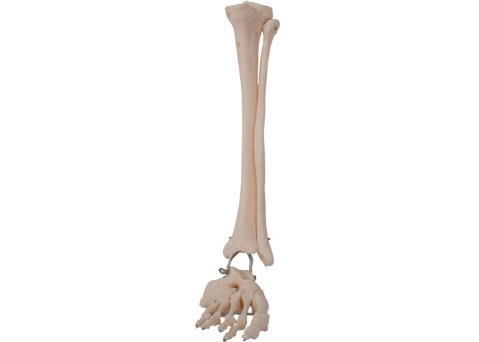 ابزار آموزشی مدل آناتومیک پای سیم فلزی پی وی سی ISO 45001