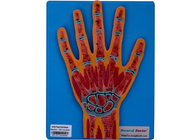 مدل بخش آناتومیک دست انسان برای آموزش کالج، دانشگاه