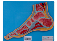 مدل آناتومی بخش پای انسان با پایه برای آموزش مدرسه