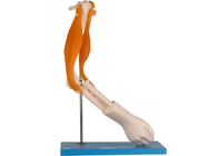 مدل آناتومیک مفصل آرنج با عضلات عملکردی برای آموزش مدرسه