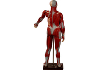 مدل آناتومی تنه انسان با اندام های داخلی و پشت باز برای آموزش