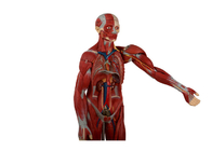 مدل آناتومی تنه انسان با اندام های داخلی و پشت باز برای آموزش