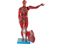 مدل آناتومی عضله انسان مرد با اندام داخلی برای آموزش دانشکده پزشکی