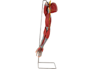 مدل آناتومی انسان پی وی سی بازو با اعصاب عروق اصلی