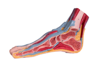 مدل آناتومی پا پی وی سی مدیان ساژیتال با عروق عضلانی