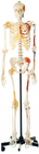 ارتقاء اسکلت انسان با ماهیچه های نقاشی شده یک طرفه مدل آناتومی انسان