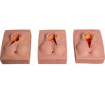 شبیه ساز تولد کودک بخیه PVC Vulva برای آموزش مدرسه