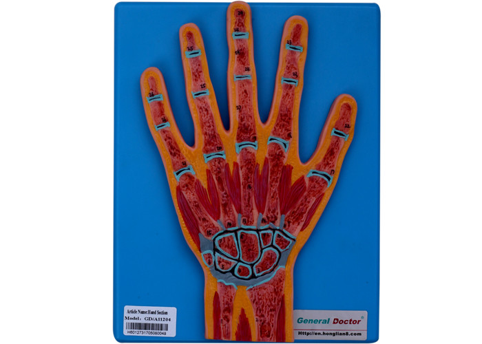 مدل بخش آناتومیک دست انسان برای آموزش کالج، دانشگاه