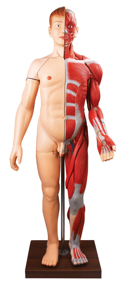 28 لوازم عضلات بدن انسان رنگ نقاشی دست مدل آناتومی انسان