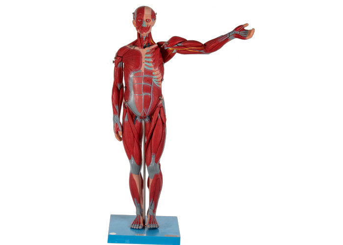 مدل ماهیچه ای آناتومیک مردانه سنگین و بالا با اندام های داخلی