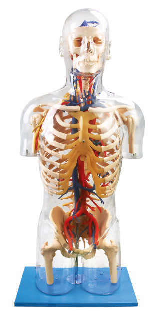 orangs داخلی قابل مشاهده آناتومی انسان مدل اصلی عصبی و عروسک آموزش عروقی