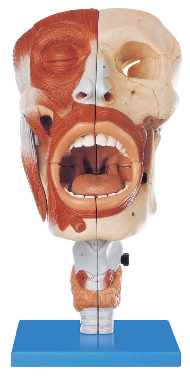 محیط زیست دوستانه پی وی سی آناتومی انسان مدل بینی، دهان و دندان 113 موقعیت مدل آموزش نمایش داده