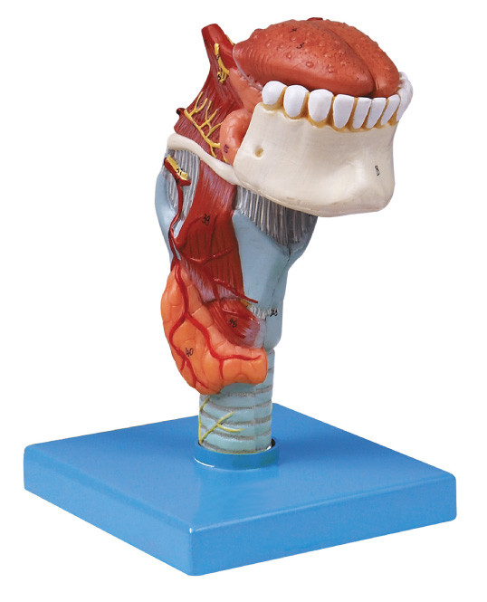ISO کارخانه آناتومی بدن مدل حنجره با toungue، دندان مدل انسان