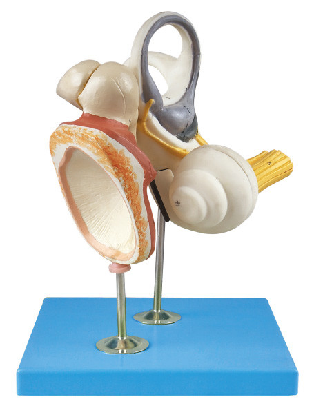 Inner Ear ,Auditory Ossicle and Tympanic Membrance  Human Anatomy model