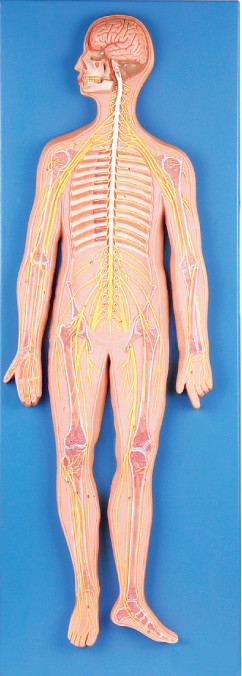 33 positions Nervous system Human  Anatomy Model medical simulator