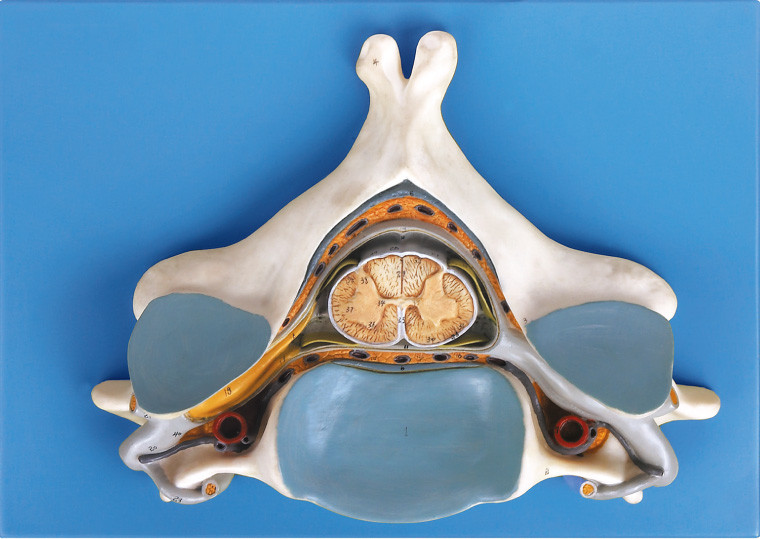 Fifth cervical Vertrebra with Spinal cord and nerve anatomical human skeleton model