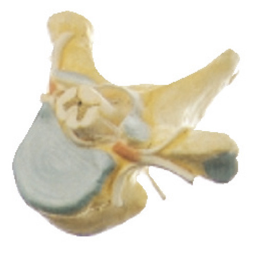 Thoracic  Vertrebra with Spinal cord  Human Anatomy model in cross-section for medical simulator
