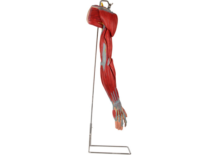 مدل آناتومی انسان پی وی سی بازو با اعصاب عروق اصلی