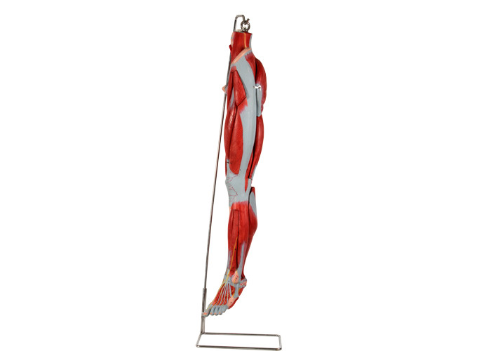 مدل آناتومی عضلات ساق پی وی سی با اعصاب عروق اصلی برای تمرین