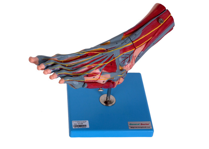 مدل آناتومی عضلات پا با اعصاب عروقی
