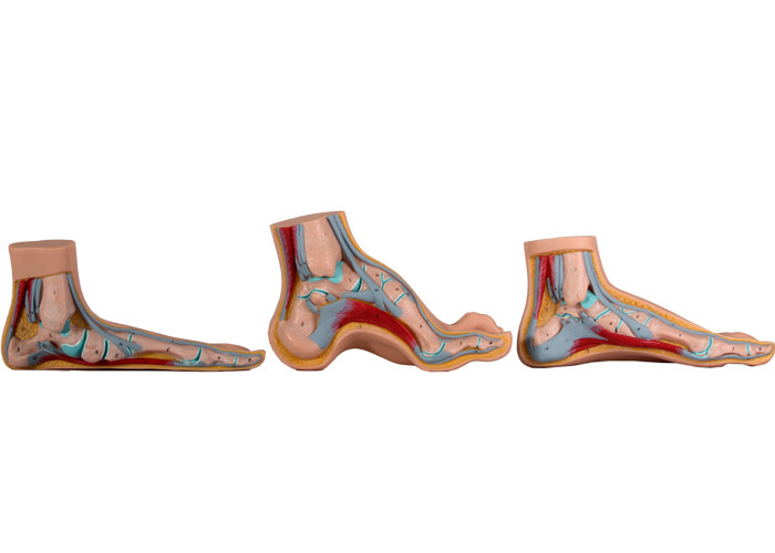 مدل پای آناتومیک معمولی / صاف / قوسی برای آموزش پزشکی