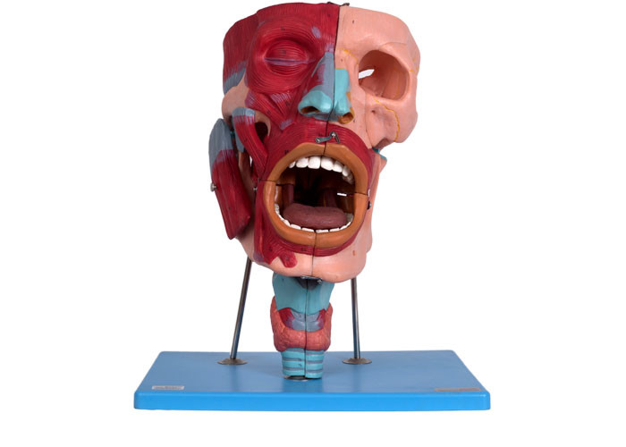 مدل سر تشریحی انسان با حفره های حنجره حلق دهانی بینی