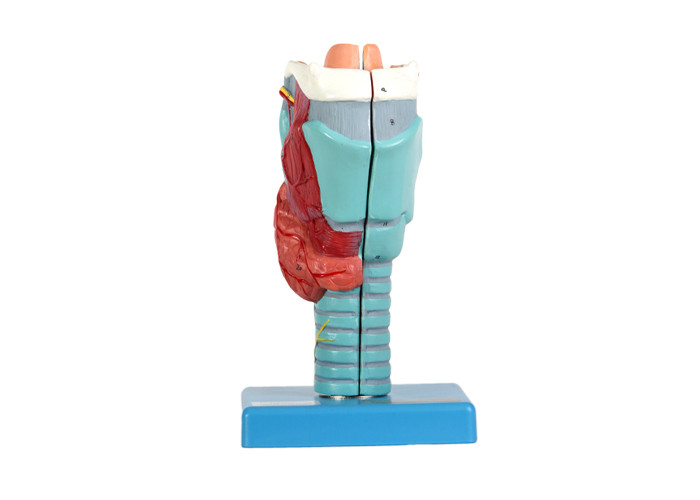 Larynx Shows 2 Parts شامل ساختارهای داخلی حنجره برای آموزش مدرسه است