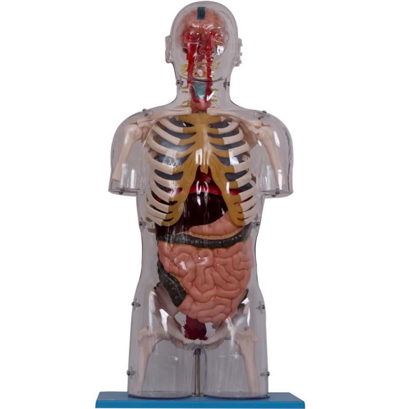 رنگ واقعی پی وی سی مدل آناتومی انسان با اندام های داخلی