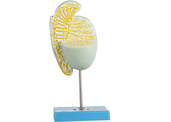 مدل بیضه بزرگ‌نمایی ساختار داخلی برای آموزش دانشکده‌های پزشکی