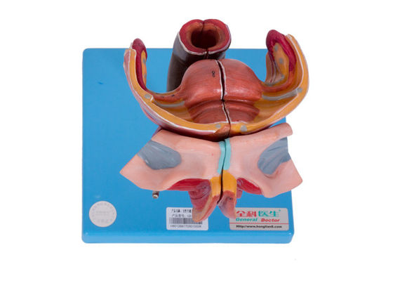 مدل اندام تناسلی خارجی و داخلی زنان برای آموزش کالج